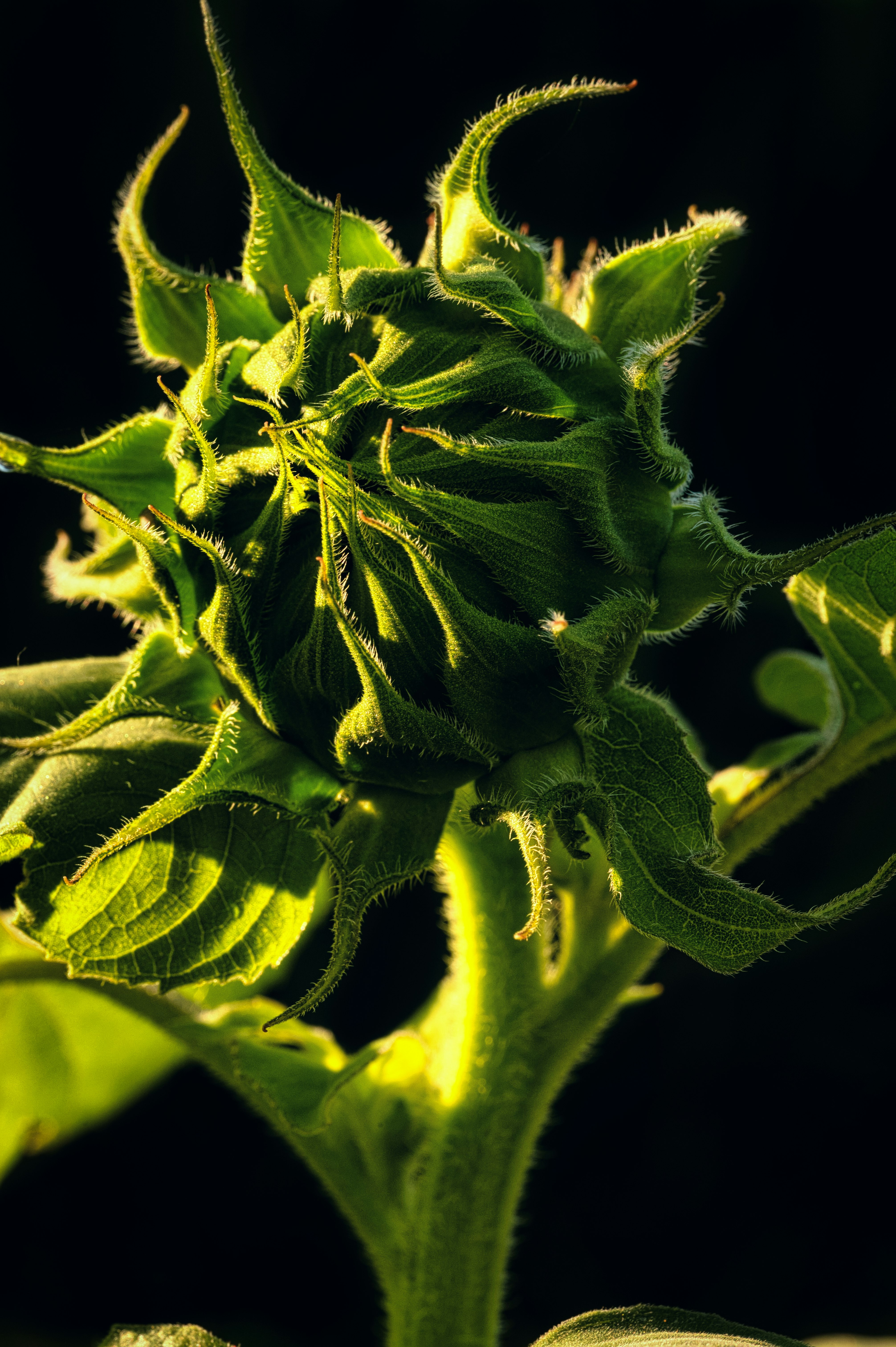 green flower bud in close up photography